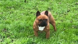 Mon chien de la boîte à malice